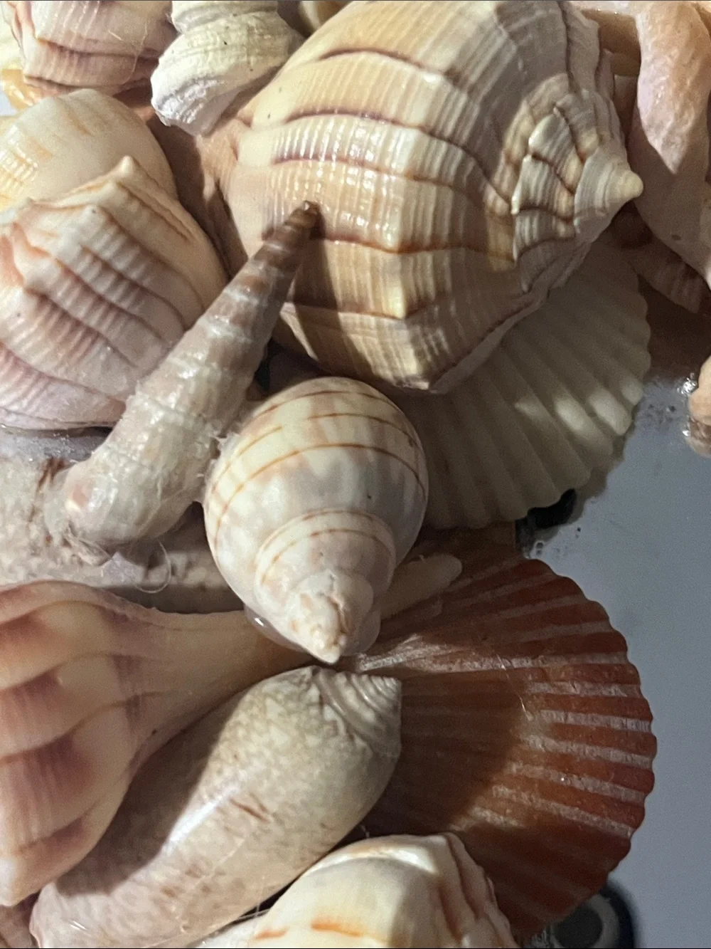 Handmade Coastal Seashell “Charli’ Starfish Wall Mirror - Natural Beige Shells